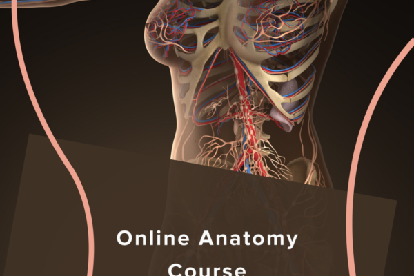 Anatomy Course